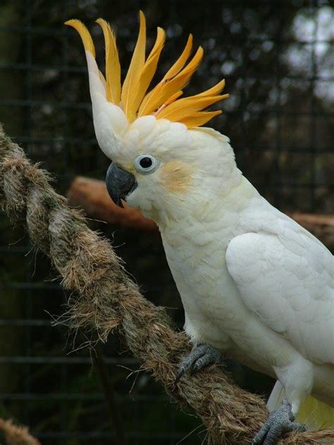 Cockatoo conservation at Birdworld | Discover Animals