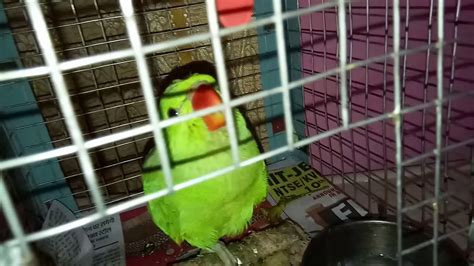 Little crying parrot - YouTube