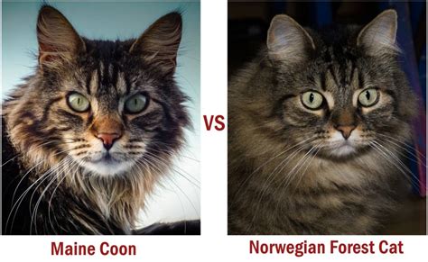 Maine Coon VS Norwegian Forest Cat - How To Differentiate - Siri Pet