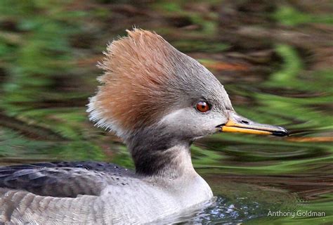 "Female hooded merganser profile" by Anthony Goldman | Redbubble