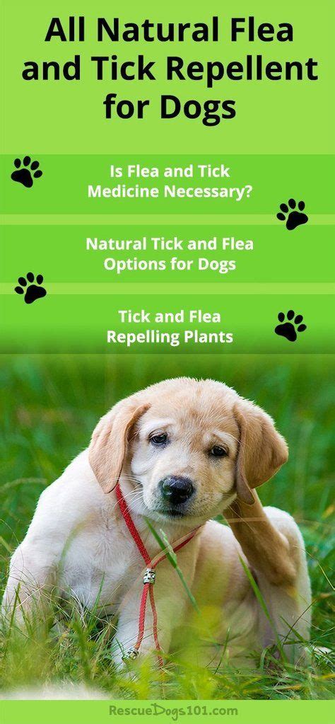 Natural Tick and Flea Prevention for Dogs