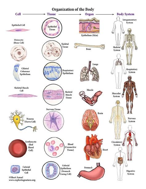 Levels of Organization of the Body - Color Poster | Human body anatomy, Human body systems ...