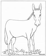 Coloring Pages Of Domestic Animals At Ganlayneblog Blog sketch template