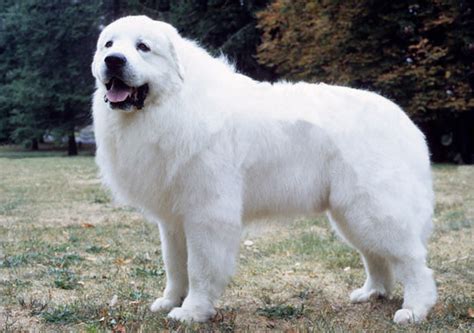 Great Pyrenees Info, Life Expectancy, Temperament, Puppies, Pictures