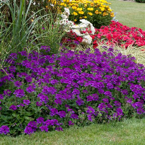 How To Prune, Trim or Cut Back Verbena Plants | Wilson Bros Gardens