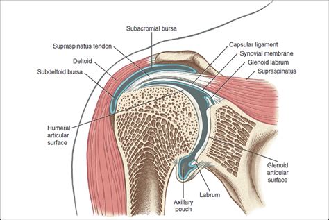 Rugby Shoulder Injuries | Reflex Health