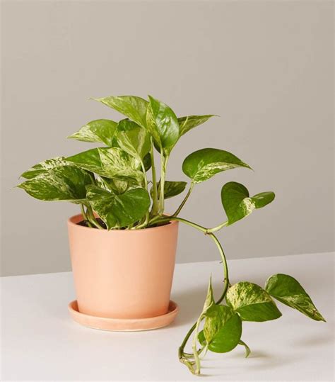 The Best Desk Plants to Breathe New Life Into Your Space