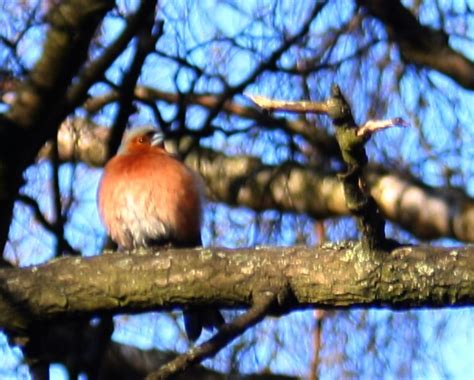 Common chaffinch, Fringilla coelebs, Bofink | Common chaffin… | Flickr