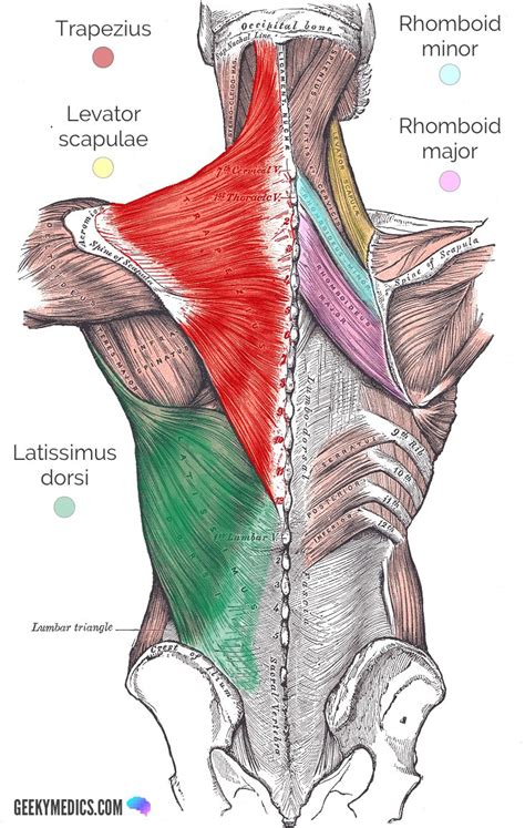 How to Fix Leaning Forward When Squatting (5 Solutions ...