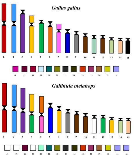 SciELO - Brasil - Cytotaxonomy of Gallinula melanops (Gruiformes, Rallidae): Karyotype evolution ...