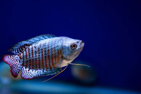 Dwarf Gourami Care Guide - Types, Breeding & More » Petsoid