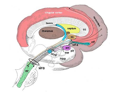 figure21a - Endotext