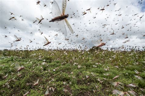 Biblical plague explained? Israeli study suggests why locusts form massive swarms | The Times of ...