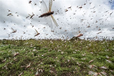 Biblical plague explained? Israeli study suggests why locusts form ...