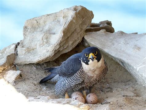 Peregrine Falcon Nesting: A Complete Guide | Birdfact