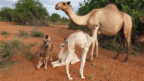 Growth Potential For Camel Milk In Somaliland | Saxafi Media