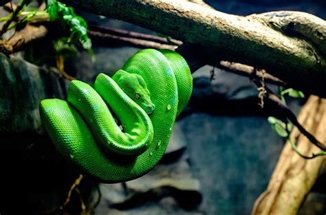 Green Tree Python Care, Handling and Temperament - AZ Reptiles