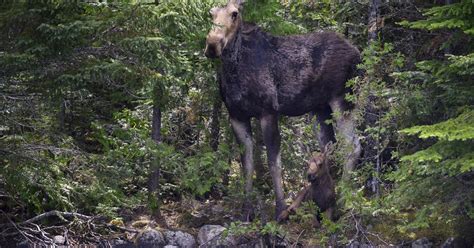 Federal grant will help DNR restore moose habitat - CBS Minnesota