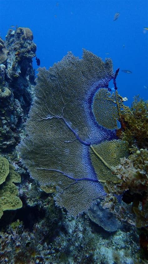 Gorgonian Coral, Coral Reef of the Caribean, Jamaica Stock Image ...