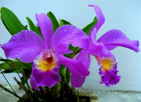 375x667px | free download | HD wallpaper: purple cattleya orchid flowers in closeup photo, bunga ...