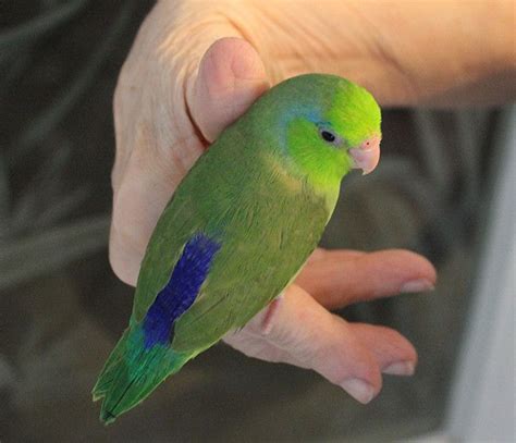 PARROTLETS | Parrotlet, Parrot pet, Parrot