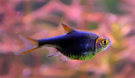 Purple/Black Harlequin Rasbora - TRiN's Tropical Fish