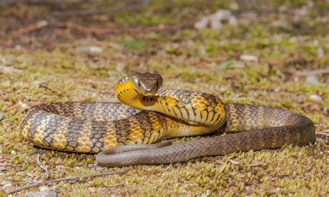 16 Facts About Tiger Snake - Facts.net