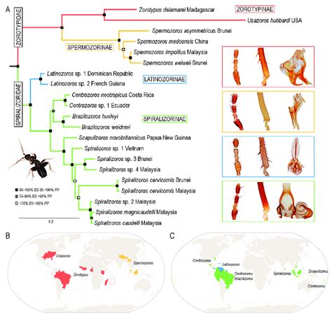 Molecular phylogenetic hypothesis and geographic distribution of ...