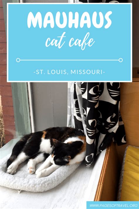 Mauhaus Cat Cafe: A Purr-fect Experience in St. Louis - Pages of Travel ...