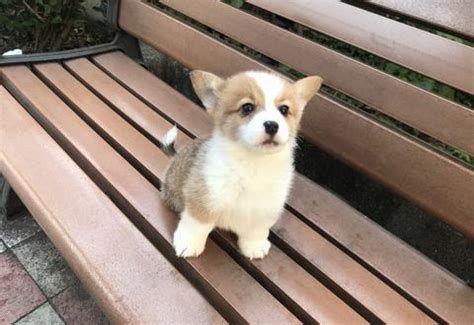 Pembroke Welsh Corgi Puppy for Sale - Adoption, Rescue for Sale in San ...