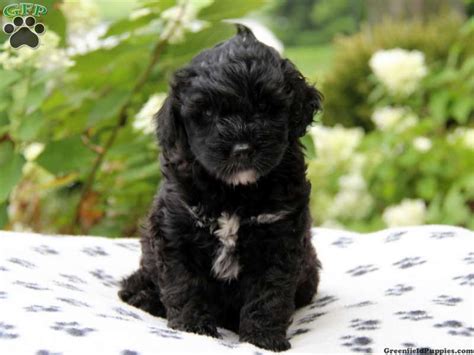 cute portuguese water dog puppies | Cute dogs, Kittens and puppies, Cute dog pictures