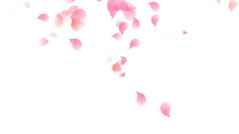 Rose Petals Falling Loop Animation Stock Animation | 19440824