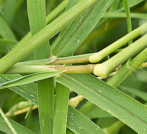 Flora de Malpica de Tajo, Pata de gallina (Digitaria sanguinalis)