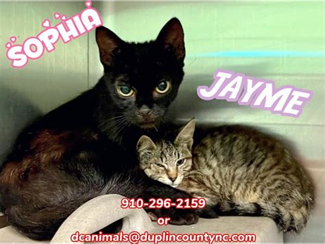 Kenansville, NC Duplin County Animal Shelter Kenansville, NC - Duplin ...