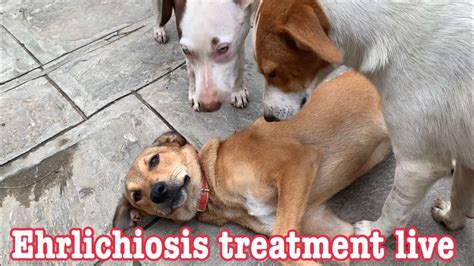 Ehrlichiosis treatment Live from Nepal - YouTube