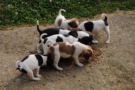 sunny morning farm: Mountain Feist puppies!