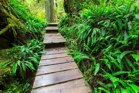 Top 50 Best Wooden Walkway Ideas - Wood Path Designs