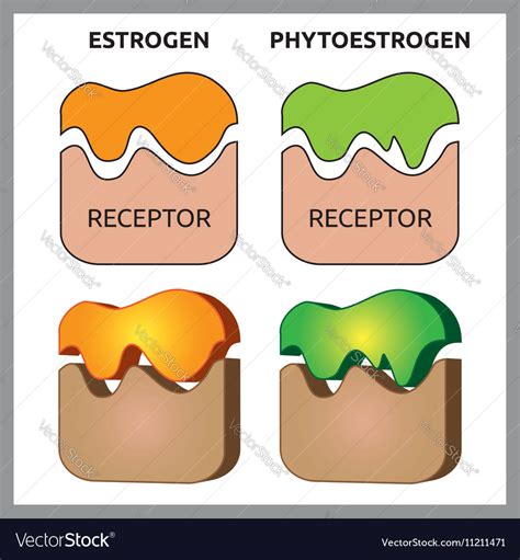 Estrogen and phytoestrogen receptors Royalty Free Vector