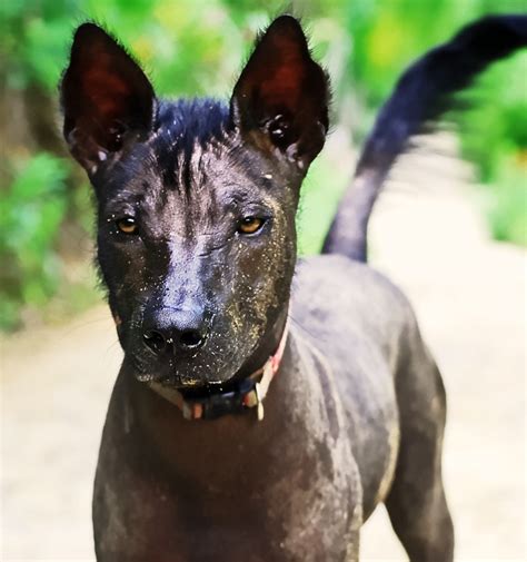 Xoloitzcuintli (Xolo) breed-the Mexican Hairless dog-Tehuantepec ...