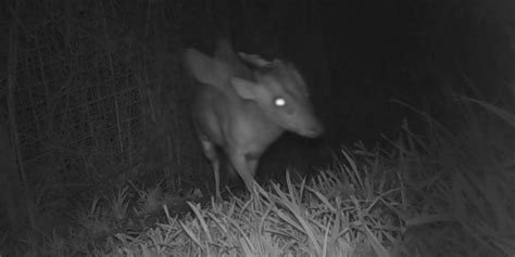 Mysterious creature captured on camera at Bristol Zoo stumps experts ...