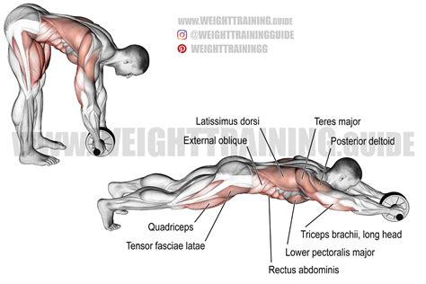 Standing ab wheel rollout exercise instructions and video | Weight Training Guide