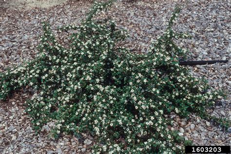 Lowfast cotoneaster - Invasive Species Council of British Columbia