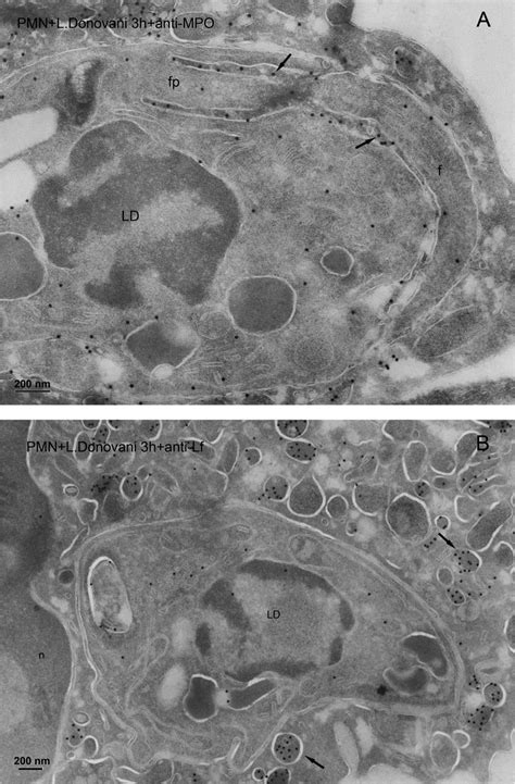 Subcellular localization of azurophilic and specific granules after L.... | Download Scientific ...