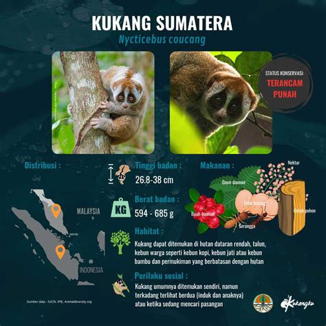 Kukang Sumatera - Kukangku