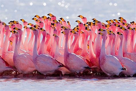 How Many Species Of Flamingos Live In The World? - WorldAtlas