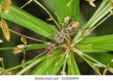 813 Ant mimicking spider Images, Stock Photos & Vectors | Shutterstock