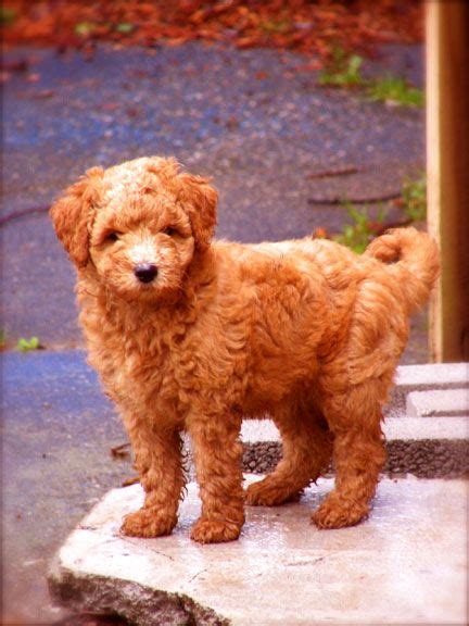 #Labradoodle | Labradoodle, Family dogs, Dogs