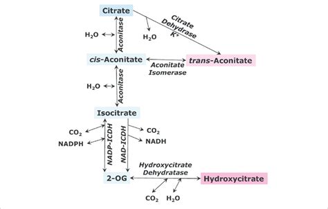 | The citrate branch of the tricarboxylic acid cycle and the formation ...