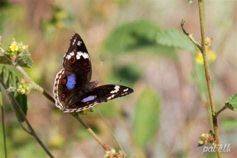 Wildlife Den – South African Wildlife Photography » Blue Pansy Butterfly