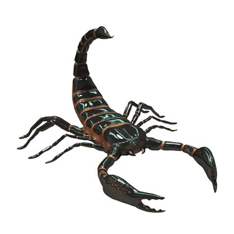 Scorpion PNG And Scorpion Tattoos Free Images Download - Free Transparent PNG Logos